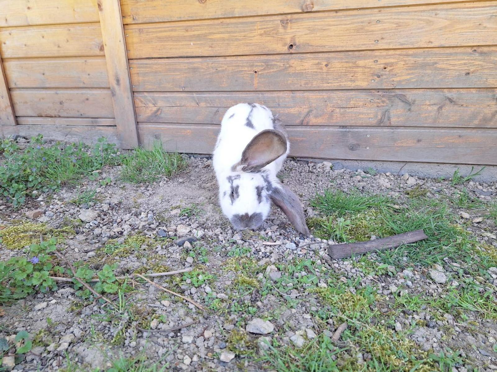 Camping, Zabierz Wlasny Namiot Kameralne Pole Namiotowe Z Basenem Kinem Plenerowym Miejscem Na Ognisko I Placem Zabaw Zywe Zwierzeta Campingplatz